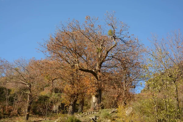 Paesaggio Montano Invernale Campania Sud Italia — 图库照片