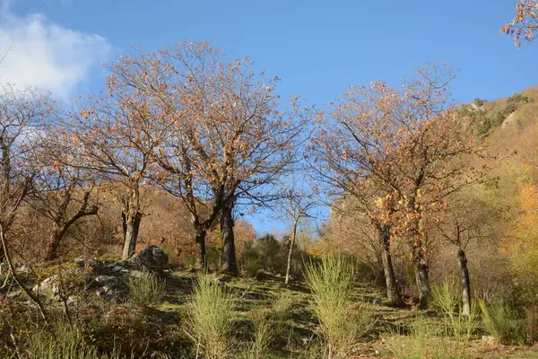 Paesaggio Montano Invernale Campania Sud Italia —  Fotos de Stock