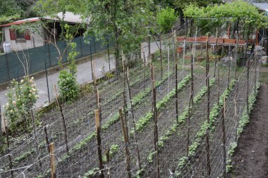 Campania, Güney İtalya ekili alan