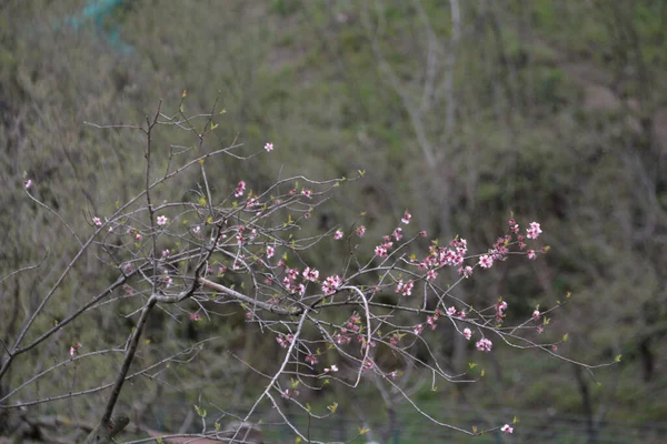 Italy Flowers Bloom Giffoni Valle Piana March 2020 — Zdjęcie stockowe