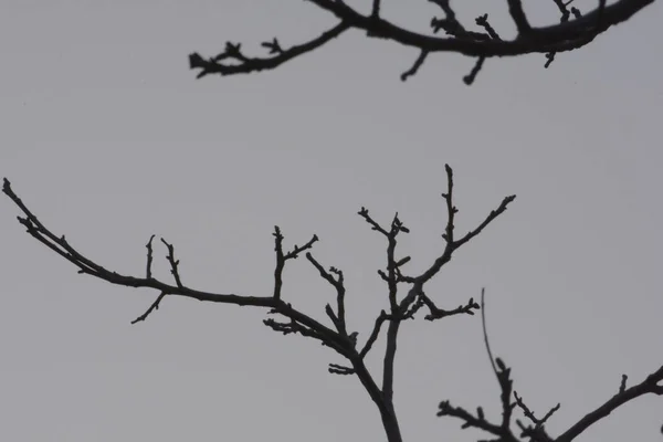 Italy View Tree Branches April 2020 — 图库照片