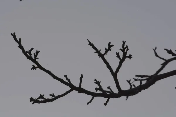 Italy View Tree Branches April 2020 — 图库照片