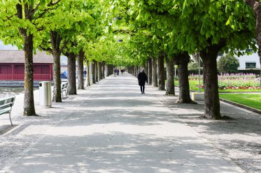 Chestnut trees on both sides of the promenade clipart