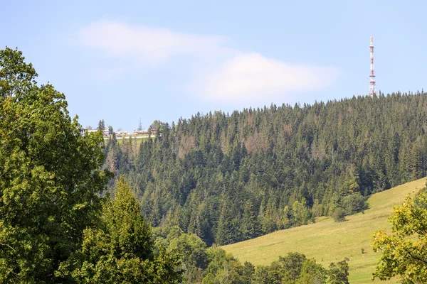 Wald am Hang des Berges Gubalowka — Stockfoto