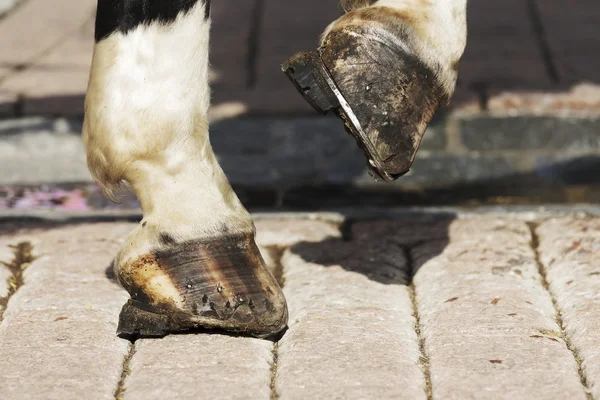 Horse's hooves shown up close — Stock Photo, Image