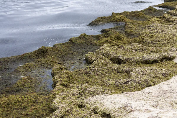 Algas podridas en la playa del Mar Báltico — Foto de Stock