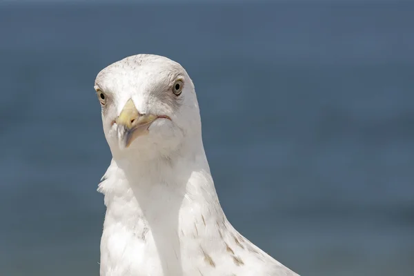 De meeuwen hoofd tegen de wateren van de Oostzee — Stockfoto