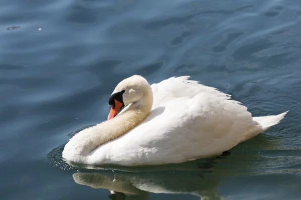 Cisne en las aguas del río Reuss — Foto de Stock