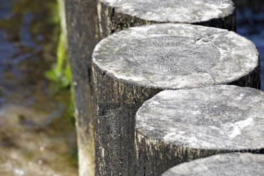 Denizin dibine yerleştirilen kalın ahşap direklerin