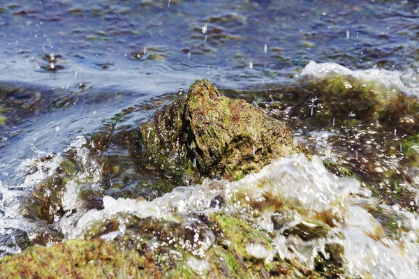 Alghe marine in decomposizione sulla spiaggia del Mar Baltico — Foto Stock