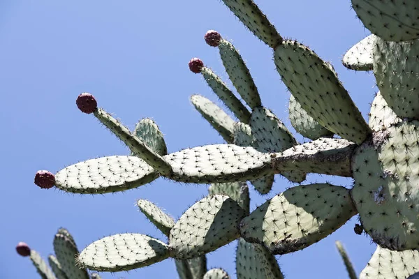 Kaktus med några synliga knoppar — Stockfoto