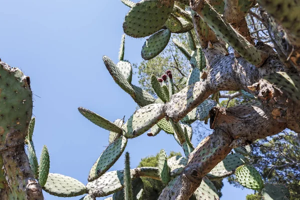 Cactus wordt weergegeven tegen blauwe hemel — Stockfoto