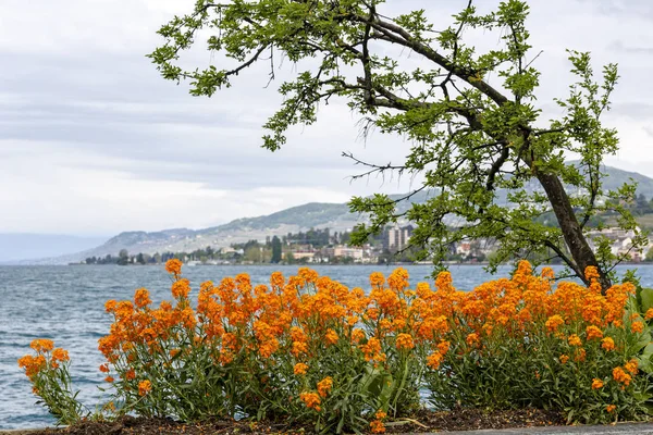 Flowers and a tree at the edge of Lake Geneva — Stock Photo, Image