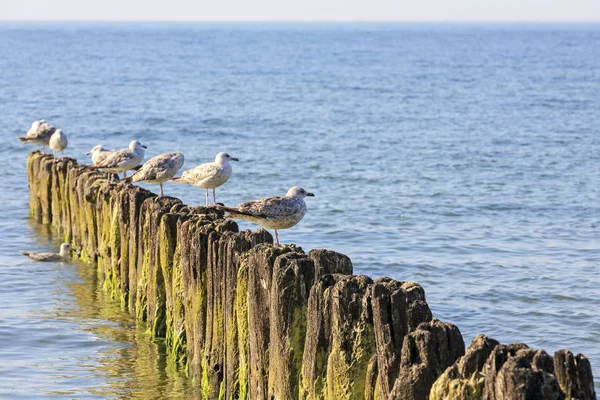 Seagulls and wooden breakwaters — Stock Photo, Image