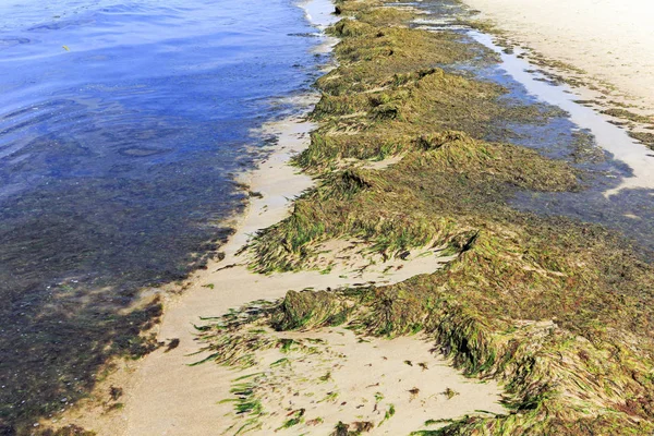 Mar cubierta de algas — Foto de Stock