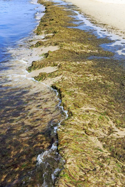 Algen an einer Küste — Stockfoto