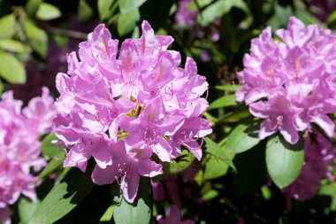 Ormangülü çiçek yakından gösterilir