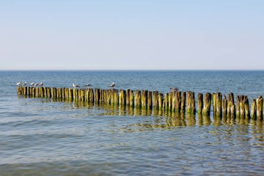 Dalgakıran üzerinde birkaç martı vardır