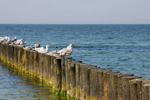 Several seagulls sit on breakwater — Stock Photo, Image