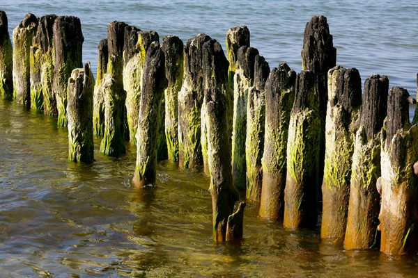 The coast of the Baltic Sea and breakwater of wooden poles Stock Photo