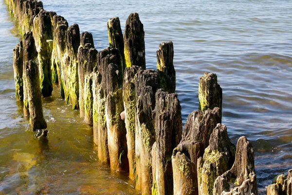 Wooden poles stick out from the water Royalty Free Stock Images