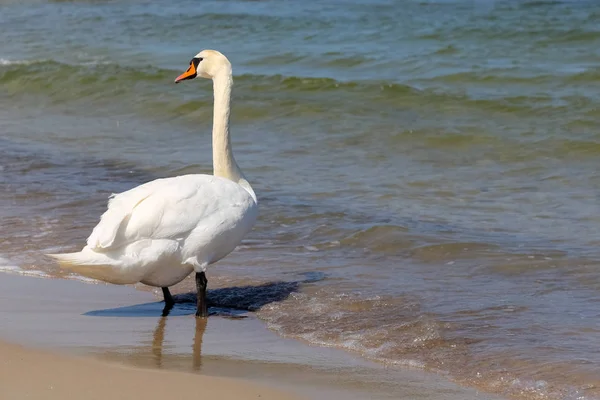 Kolobrzeg sahilde yalnız Kuğu