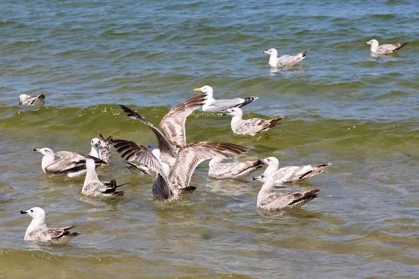 Many seagulls on waters of a sea — Stock Photo, Image