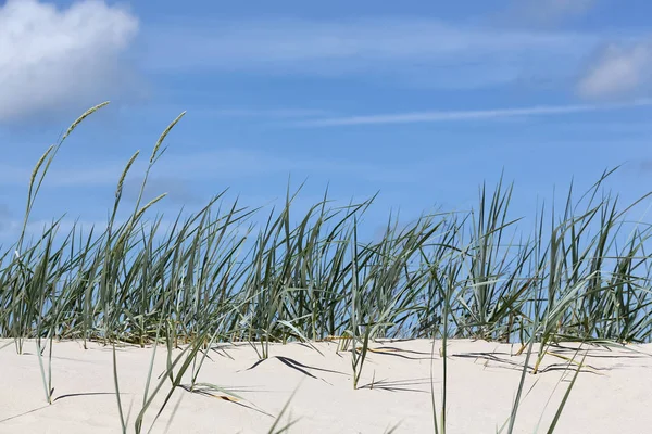 Plaży trawa rośnie na piaszczystej wydmie — Zdjęcie stockowe