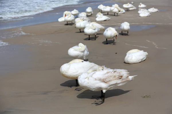 Cisnes brancos na praia em Kolobrzeg — Fotografia de Stock