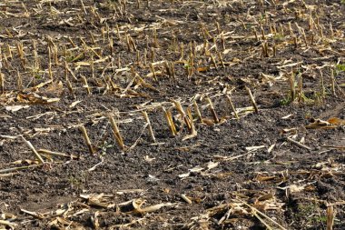 Hasattan sonra Mısır alan