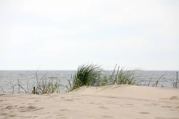 Dzika plaża trawa rośnie na piaszczystej wydmie — Zdjęcie stockowe