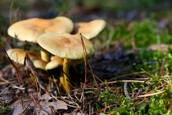 A few wild mushrooms grow out of the forest ground — Stock Photo, Image