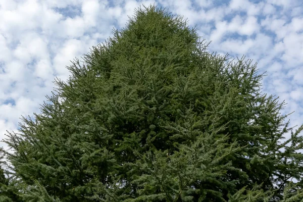 Coniferous tree against blue sky and white clouds — Stock Photo, Image