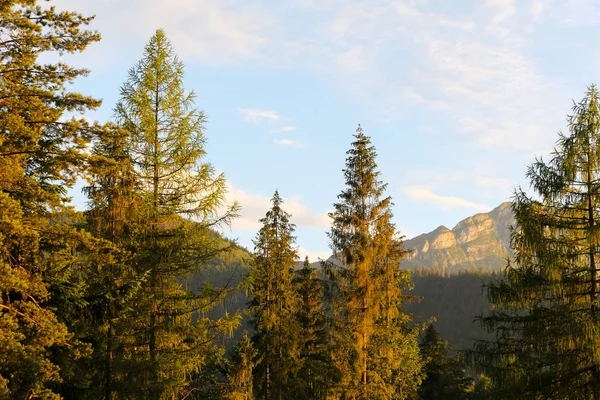 Naaldbomen en bergen in de verte — Stockfoto