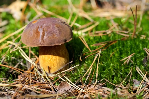 Edible mushroom grows out from the moss — Stock Photo, Image