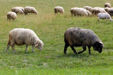 Koyun çayır üzerinde yiyecek aramaya gitmek