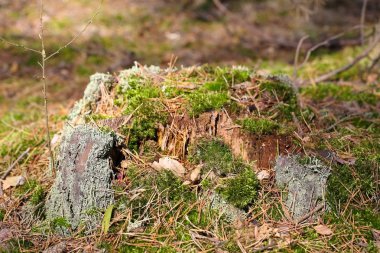 Sonra eski ağaç kalır bir gövde güdük