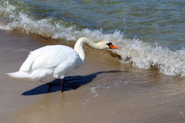 Sahilde deniz suyu içmeyi Beyaz Kuğu çalışır