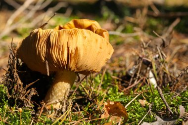 Onun vahşi ortamda yabani mantar 