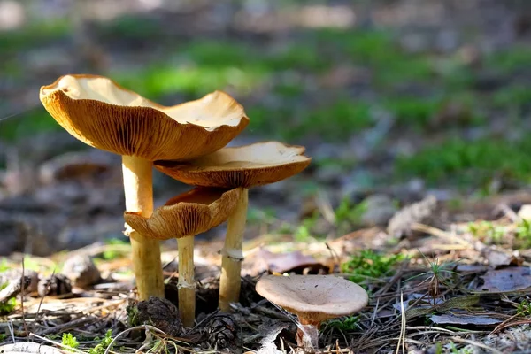 Four wild mushrooms grows in forest ground — Stock Photo, Image