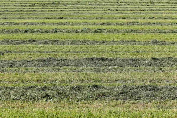 草原で刈られた干し草 — ストック写真