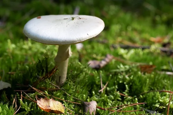 One white mushroom in the moss — Stock Photo, Image