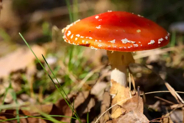 Red toadstool in its natural place — Stock Photo, Image