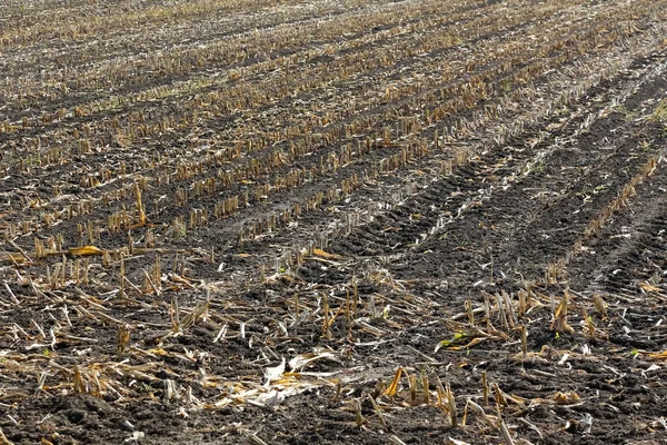 Remnants of stems after corn harvest — Stock Photo, Image