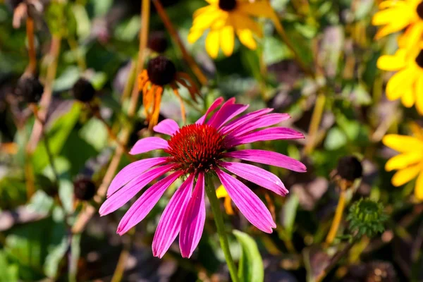 Flor de jardín único — Foto de Stock
