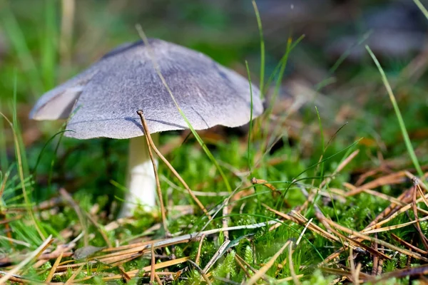 Single mushroom in the moss — Stock Photo, Image