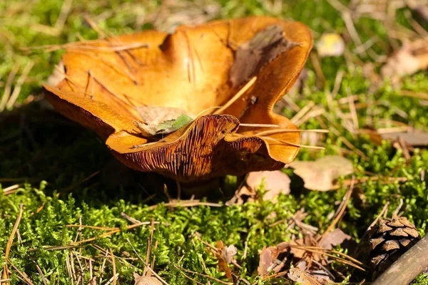 Single wild mushroom is surrounded with moss — Stock Photo, Image