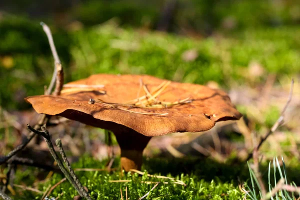 The mushroom grows out from the ground — Stock Photo, Image