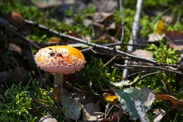 The poisonous mushroom grows in a forest — Stock Photo, Image