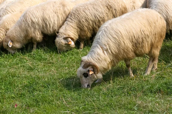 Овцы питаются травой на лугу — стоковое фото